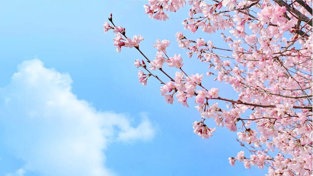 pink cherry blossom under blue sky during daytime